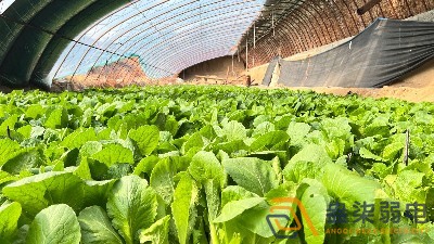 大棚蔬菜如何選擇的安防監(jiān)控設(shè)備？